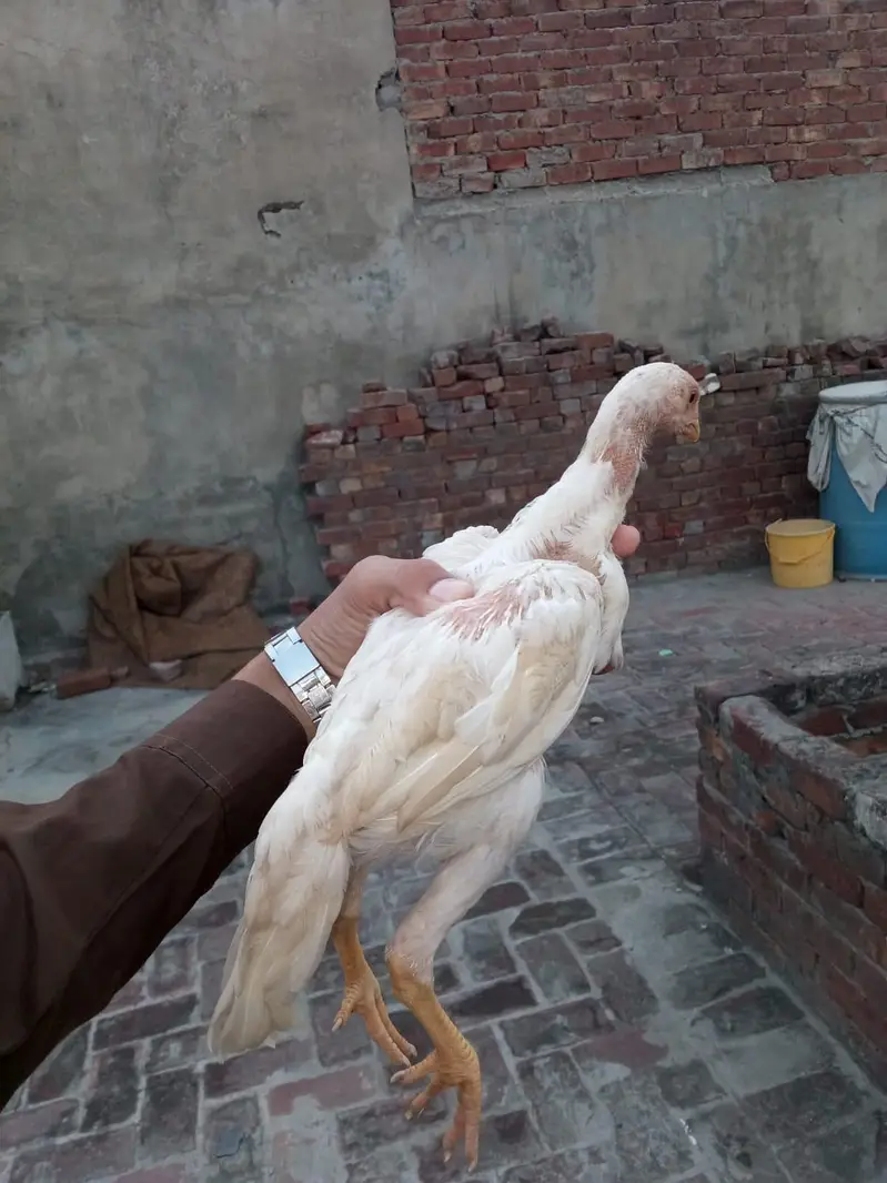 ASeel shamo chick Whatsapp number 03234852217 — photo 6