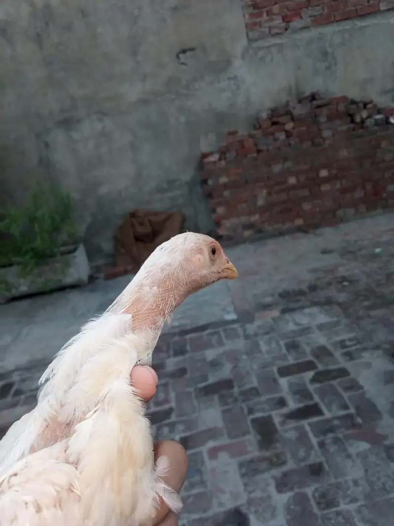 ASeel shamo chick Whatsapp number 03234852217 — photo 7