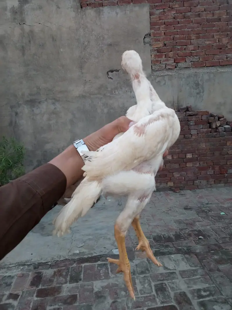 ASeel shamo chick Whatsapp number 03234852217 — photo 8