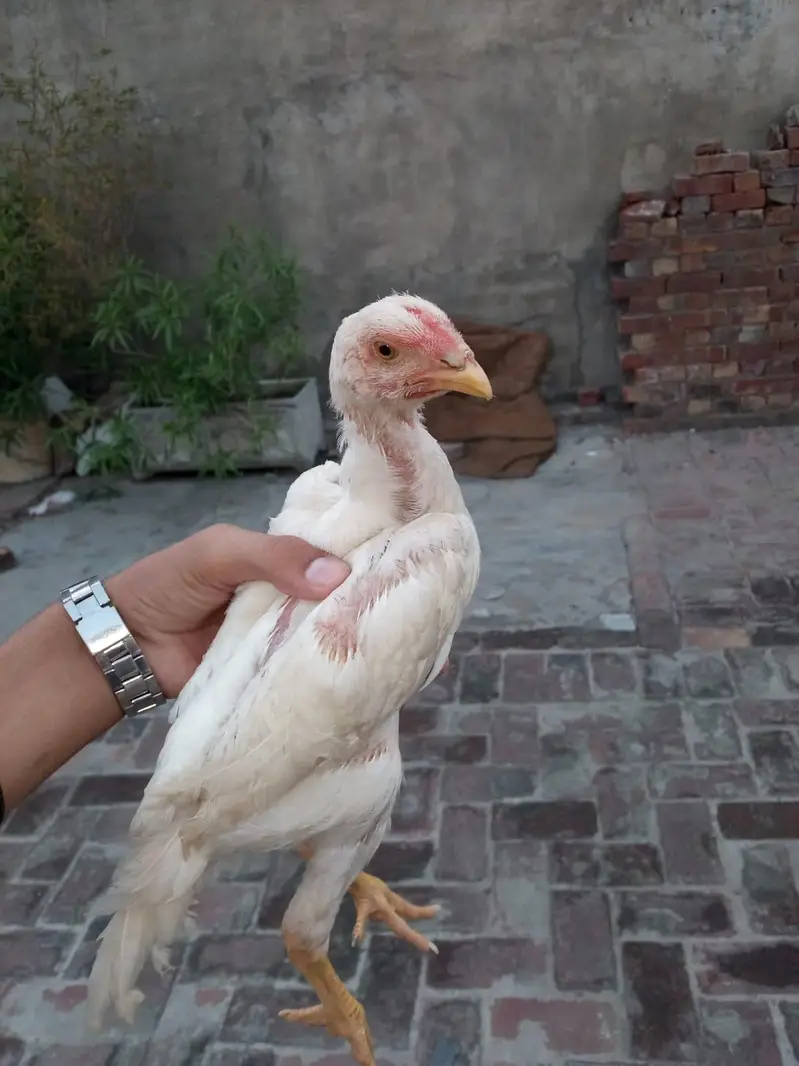 ASeel shamo chick Whatsapp number 03234852217 — photo 9