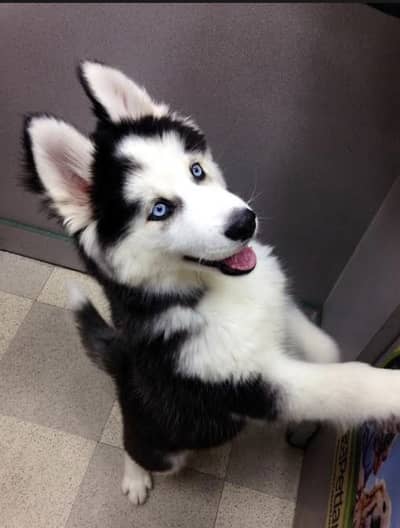 Siberian husky puppies 0330*540611*five