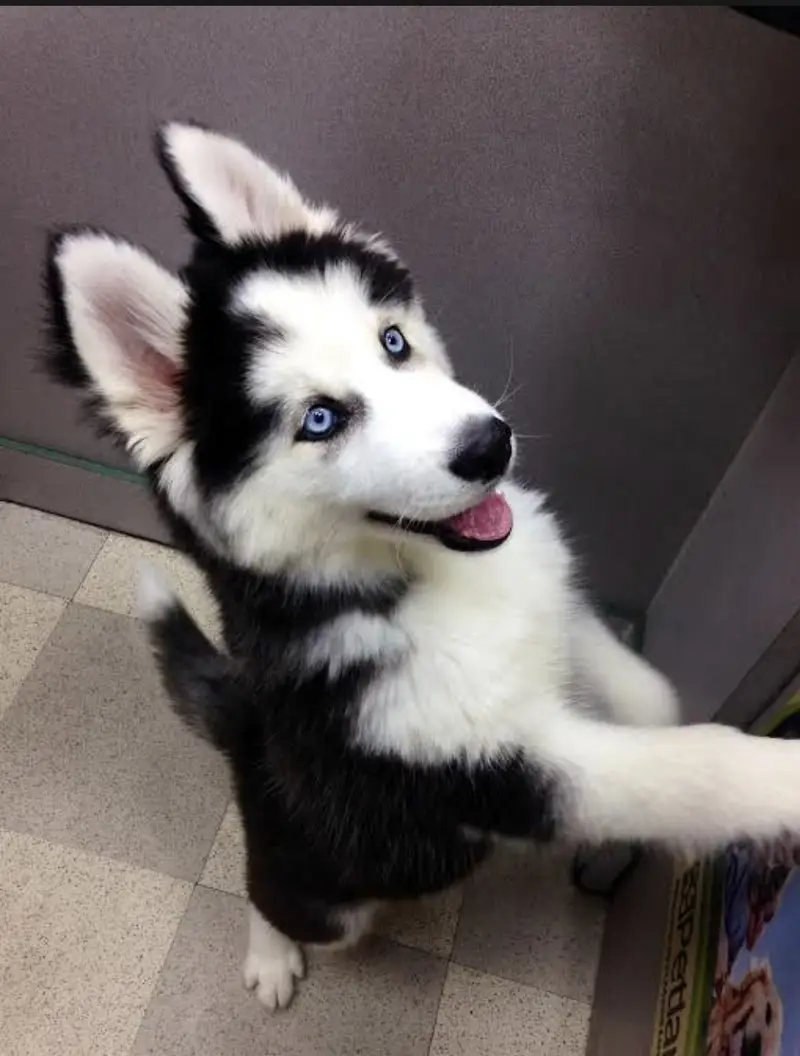 Siberian husky puppies 0330*540611*five
