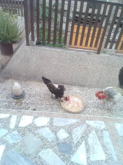 hen and cock