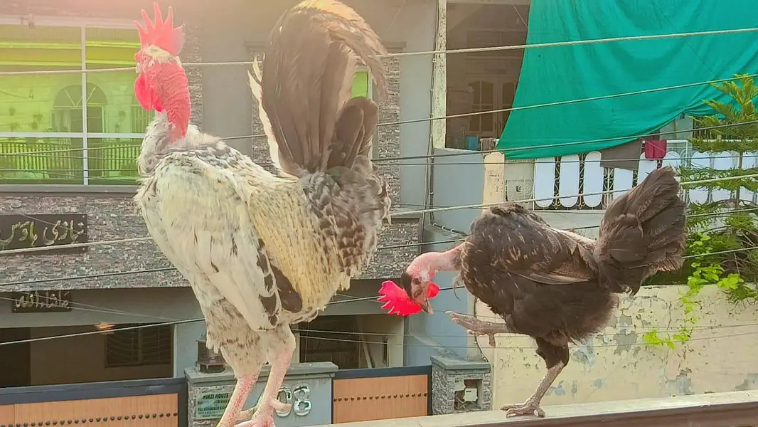 hen and cock — photo 3