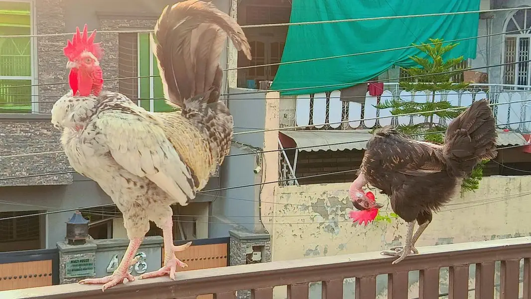 hen and cock — photo 4