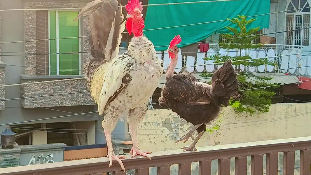 hen and cock — photo 5