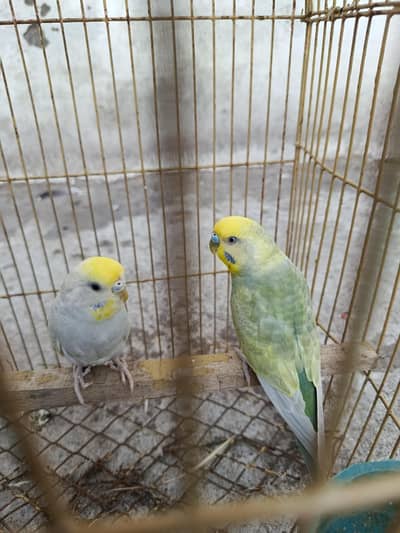 rainbow Breeder pair for sale