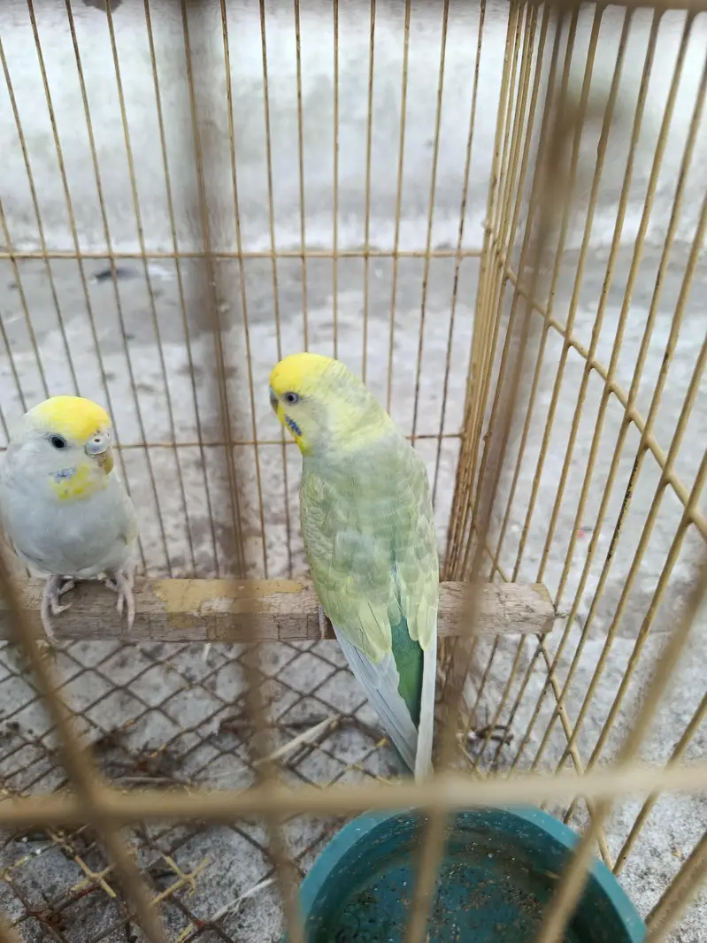 rainbow Breeder pair for sale — photo 2