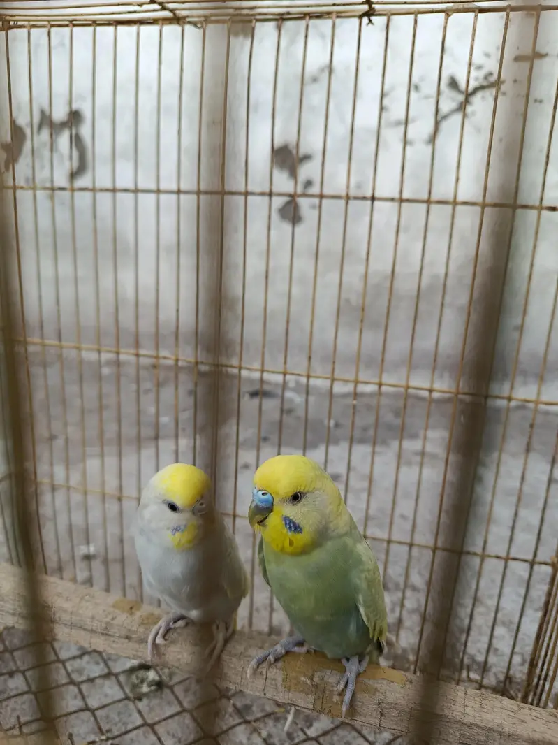 rainbow Breeder pair for sale — photo 3