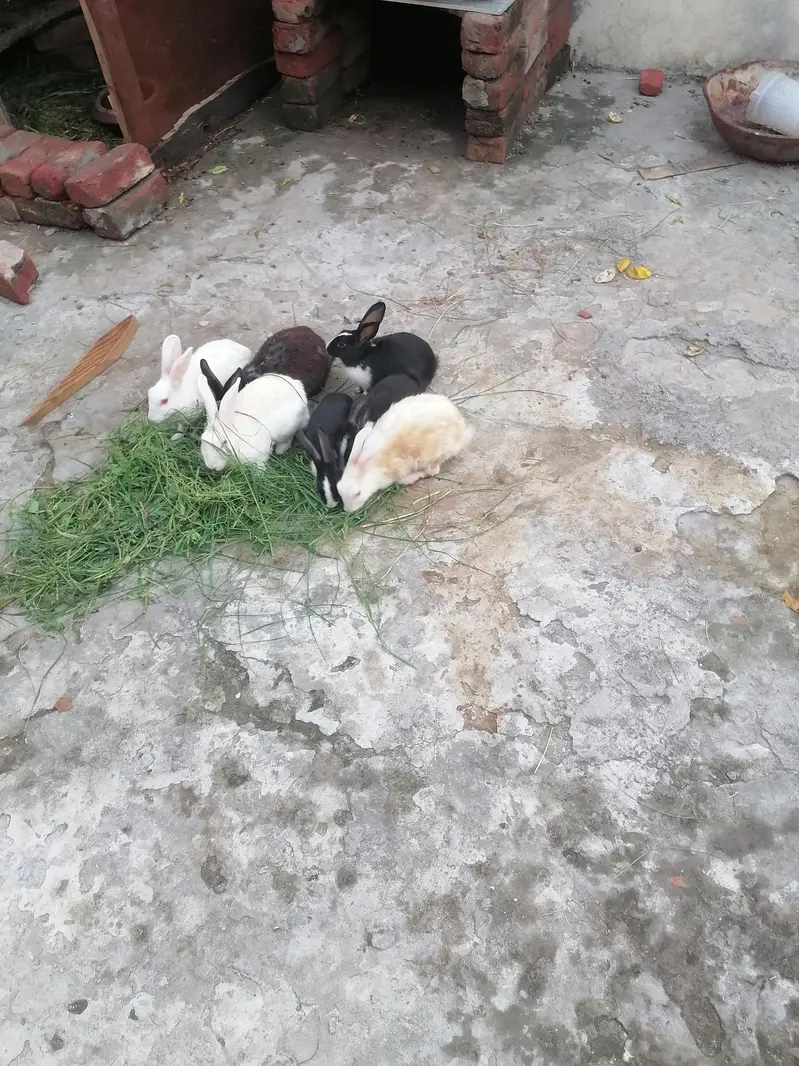 2 mail 2 femil and 3 bachay — photo 2