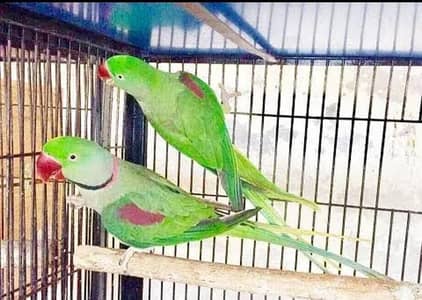 Kashmiri Raw Breeder Pair