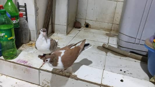 gandadar sherazi breader pair