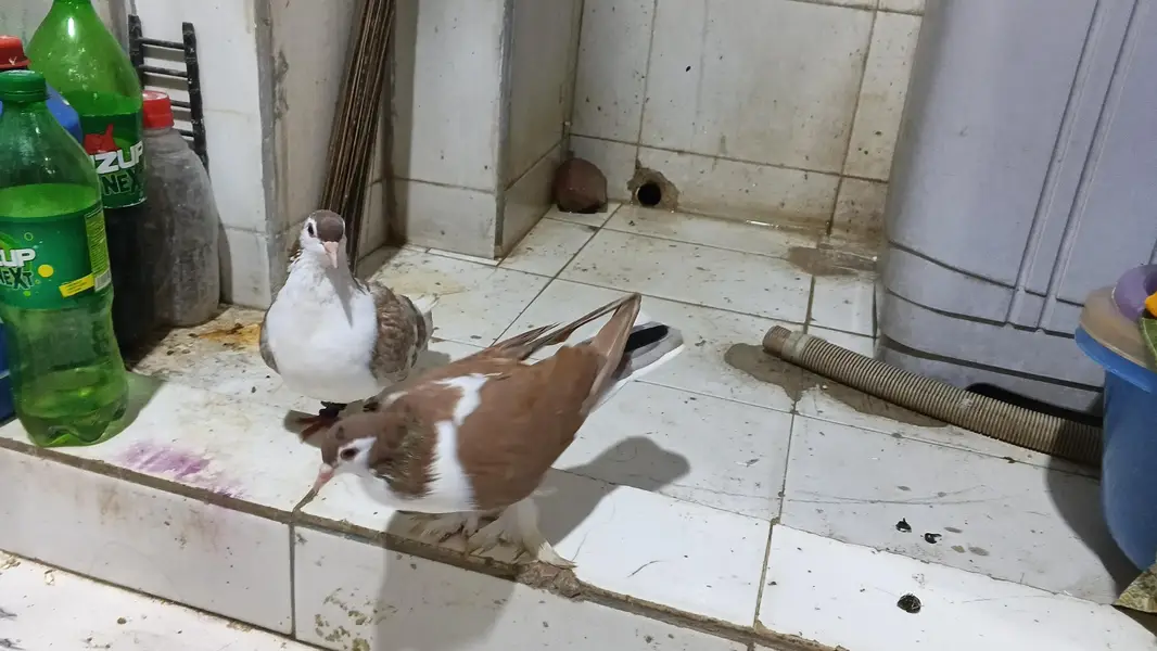 gandadar sherazi breader pair