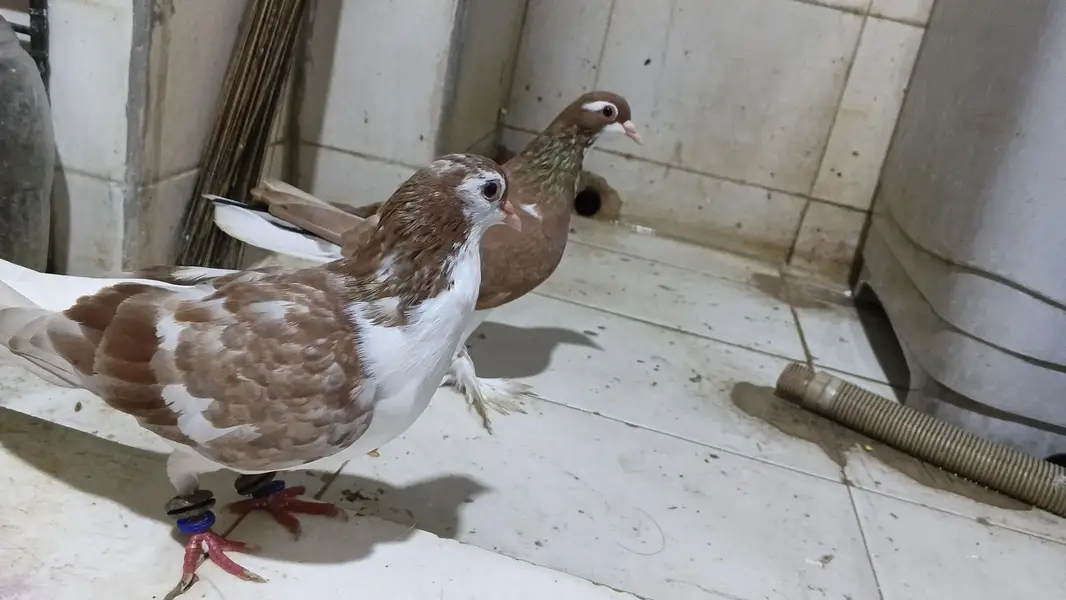 gandadar sherazi breader pair — photo 12