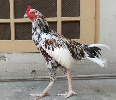 Egg laying Murgi And Murgha Available for New Home