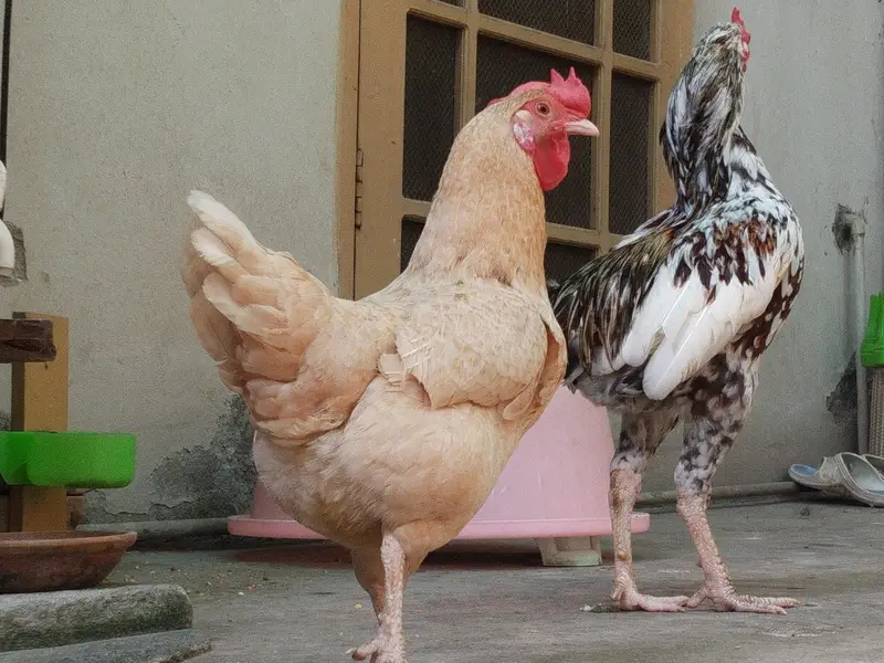 Egg laying Murgi And Murgha Available for New Home — photo 2