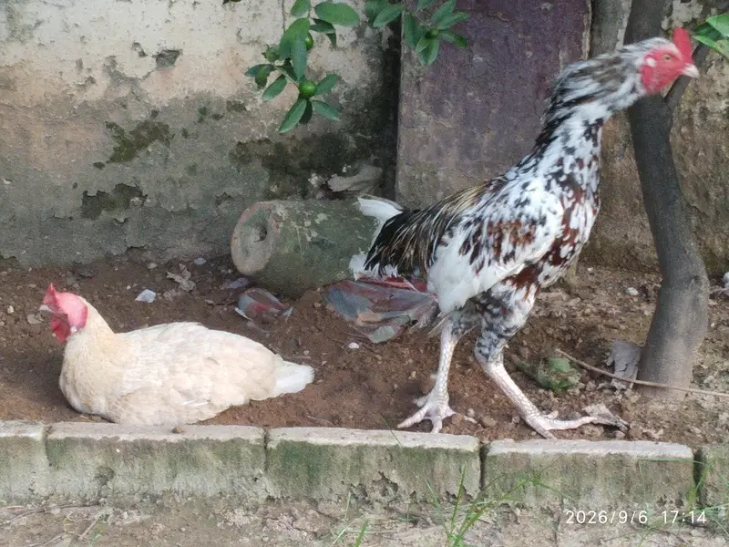 Egg laying Murgi And Murgha Available for New Home — photo 3
