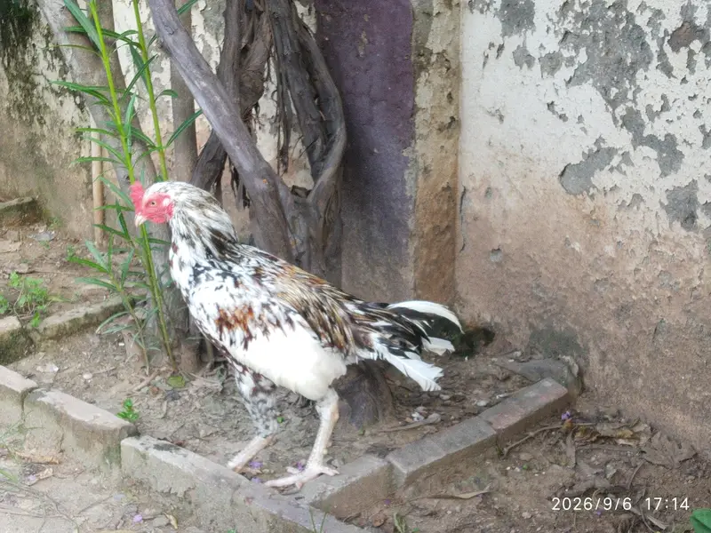Egg laying Murgi And Murgha Available for New Home — photo 4