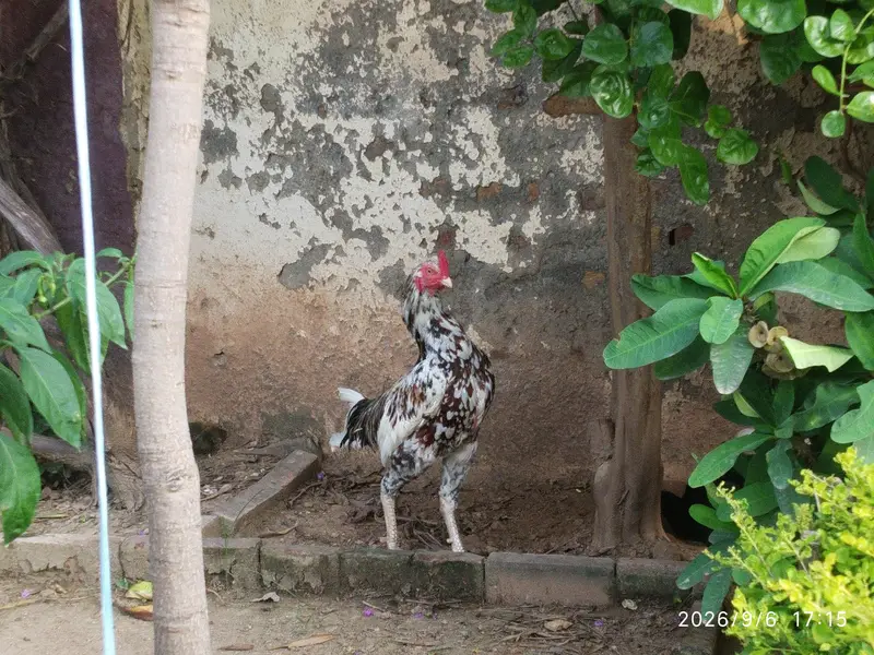 Egg laying Murgi And Murgha Available for New Home — photo 5