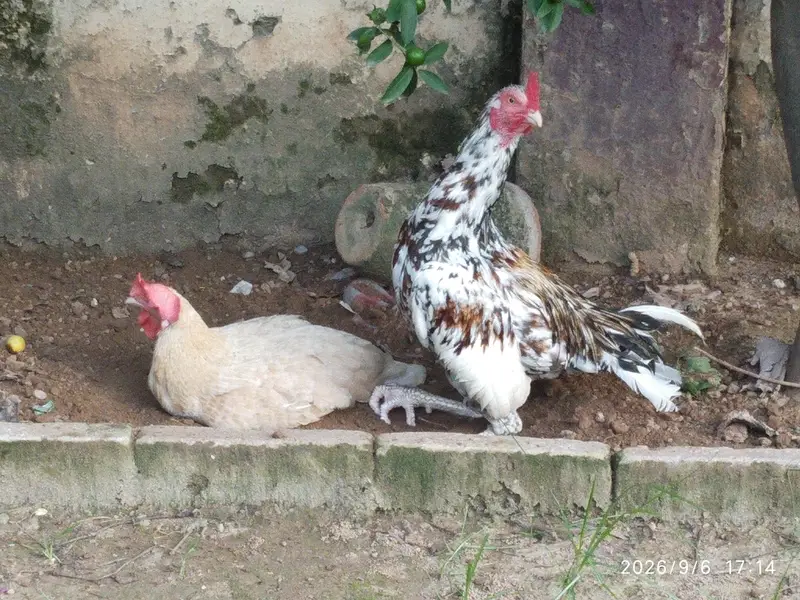 Egg laying Murgi And Murgha Available for New Home — photo 6