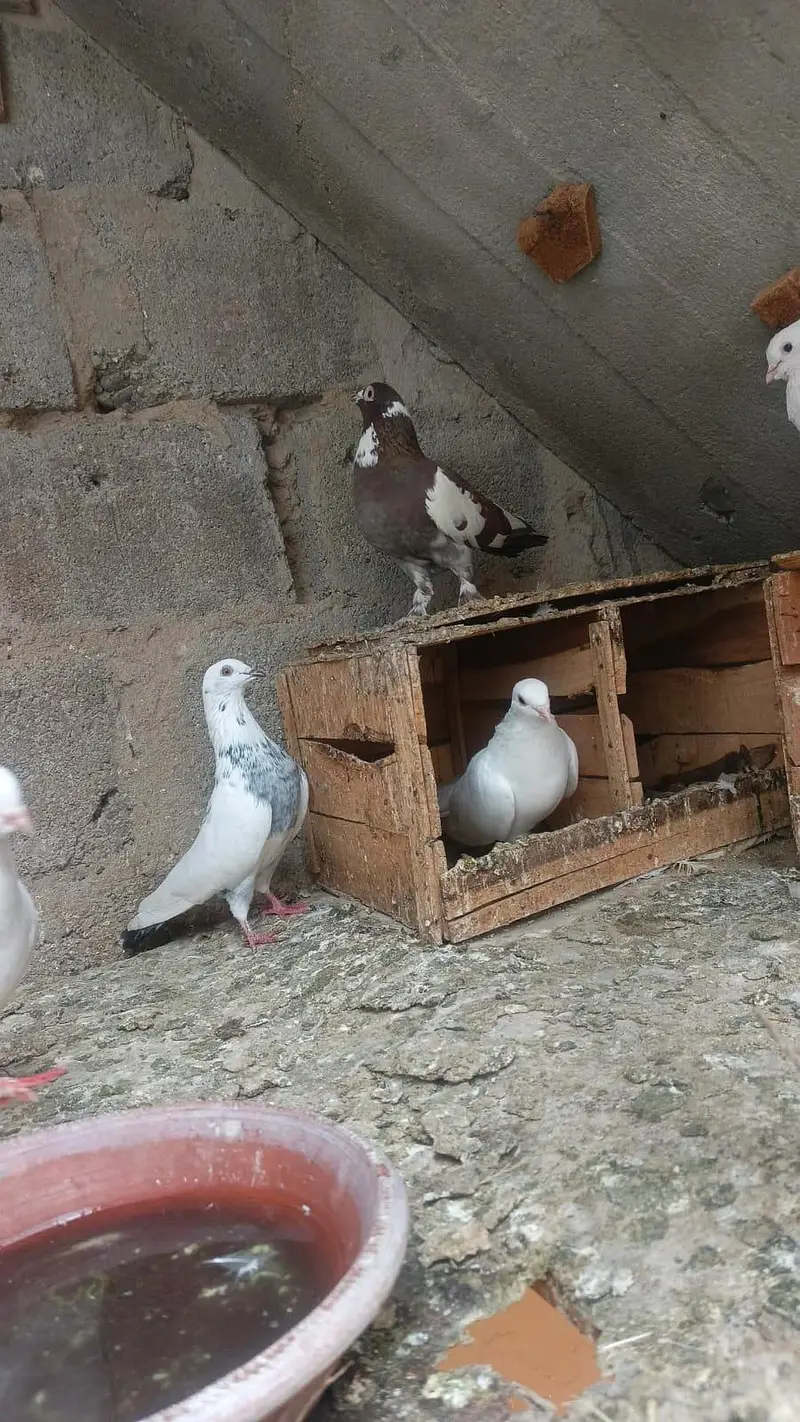 dove.