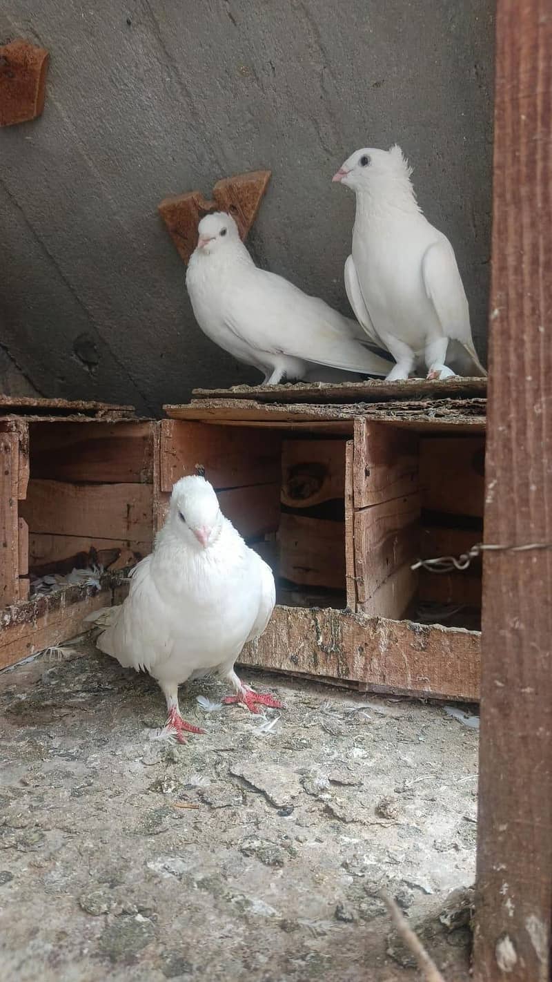 dove. 1