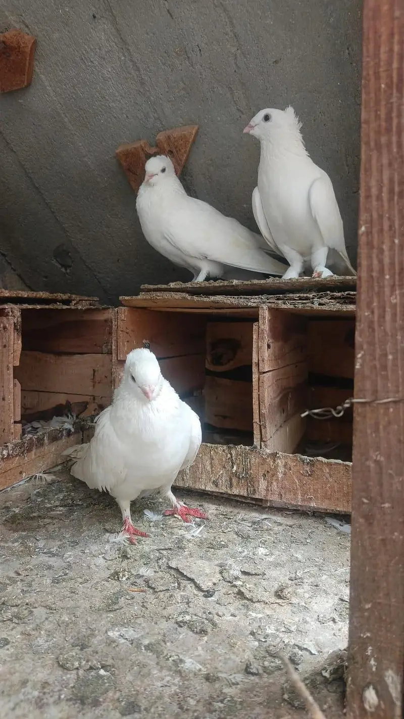 dove. — photo 2