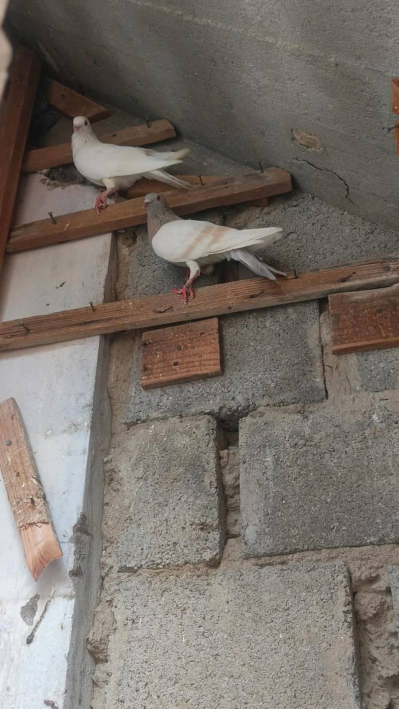 dove. 2