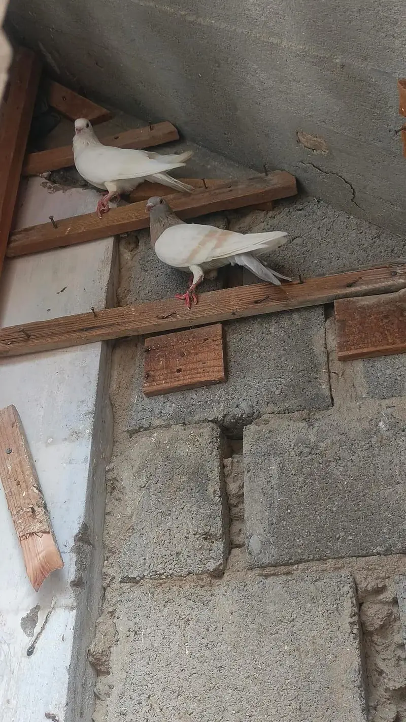 dove. — photo 3