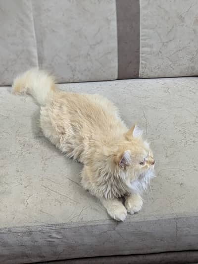 vaccinated Persian cat