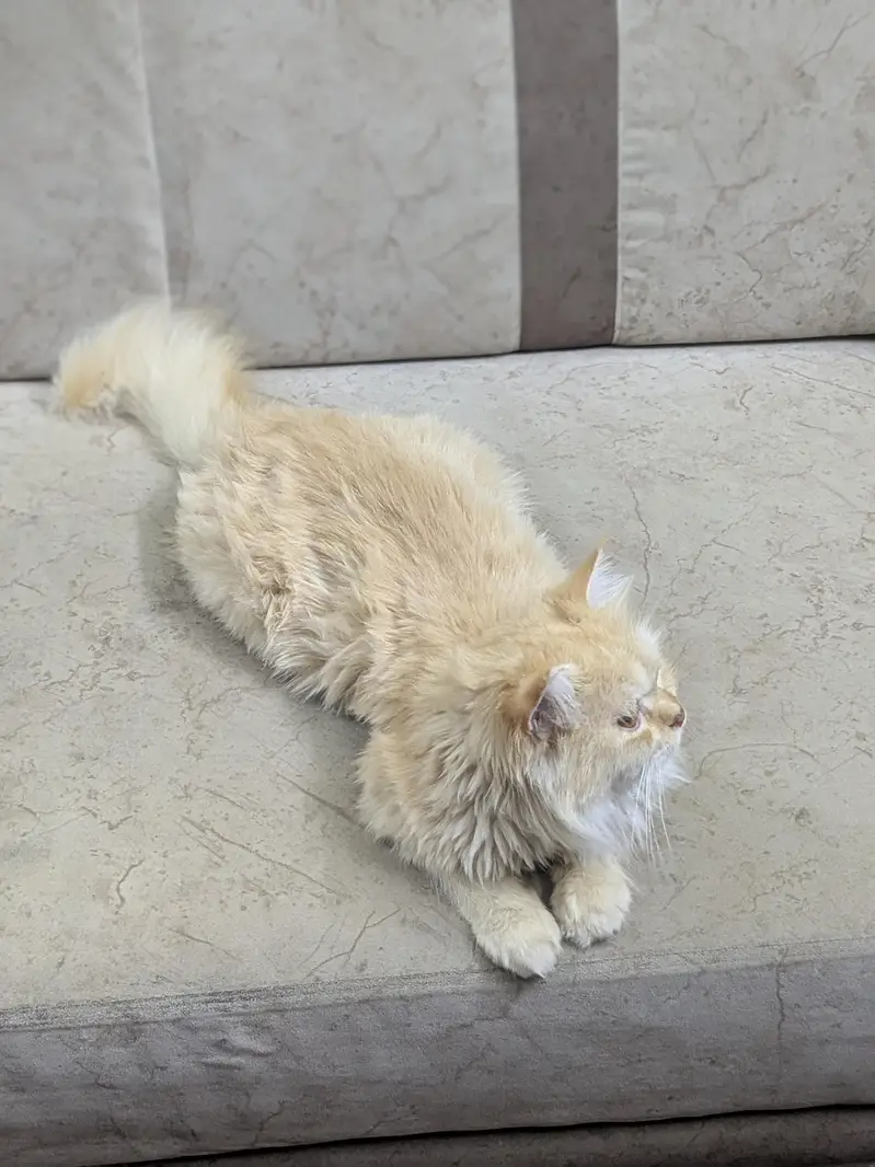 vaccinated Persian cat