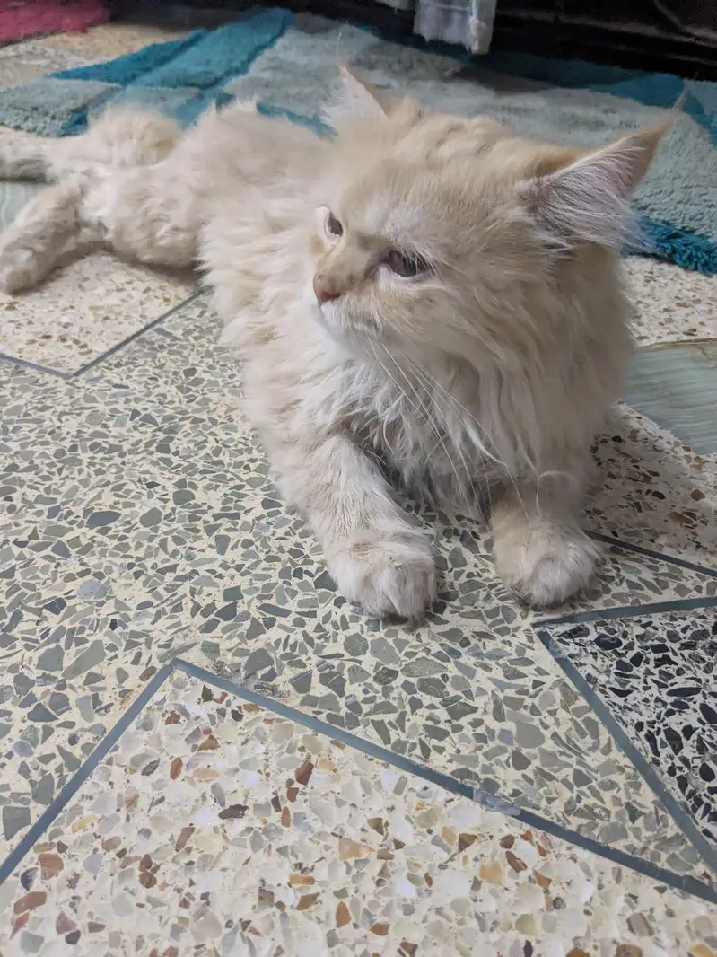 vaccinated Persian cat — photo 2