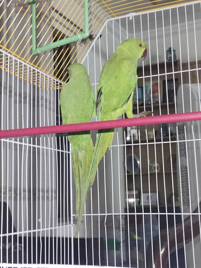 Kashmir young parrots pair