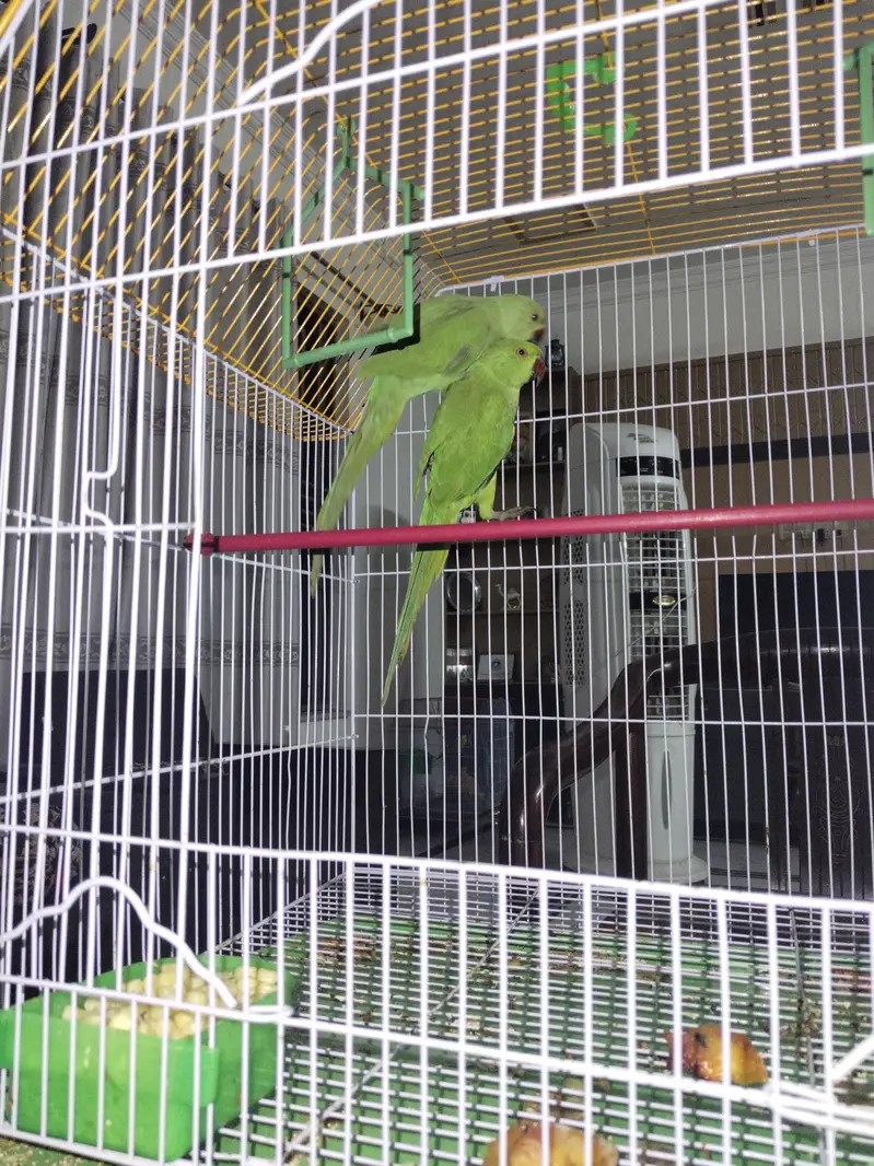 Kashmir young parrots pair — photo 2
