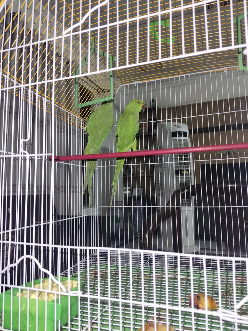 Kashmir young parrots pair — photo 3