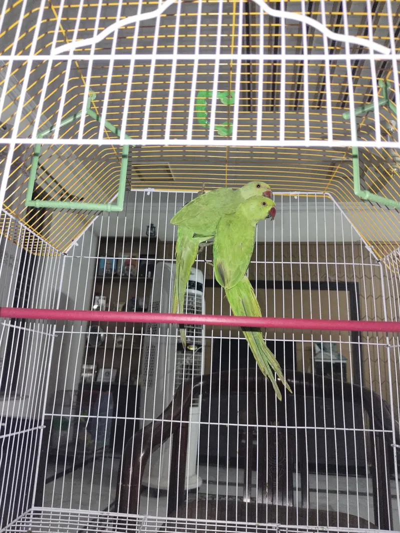 Kashmir young parrots pair — photo 4