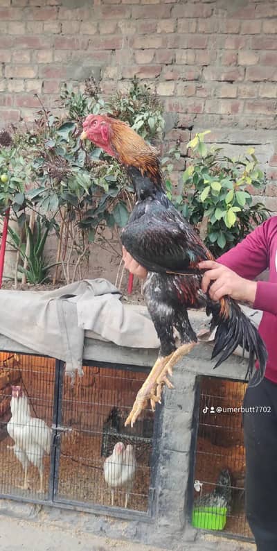 nice bird
