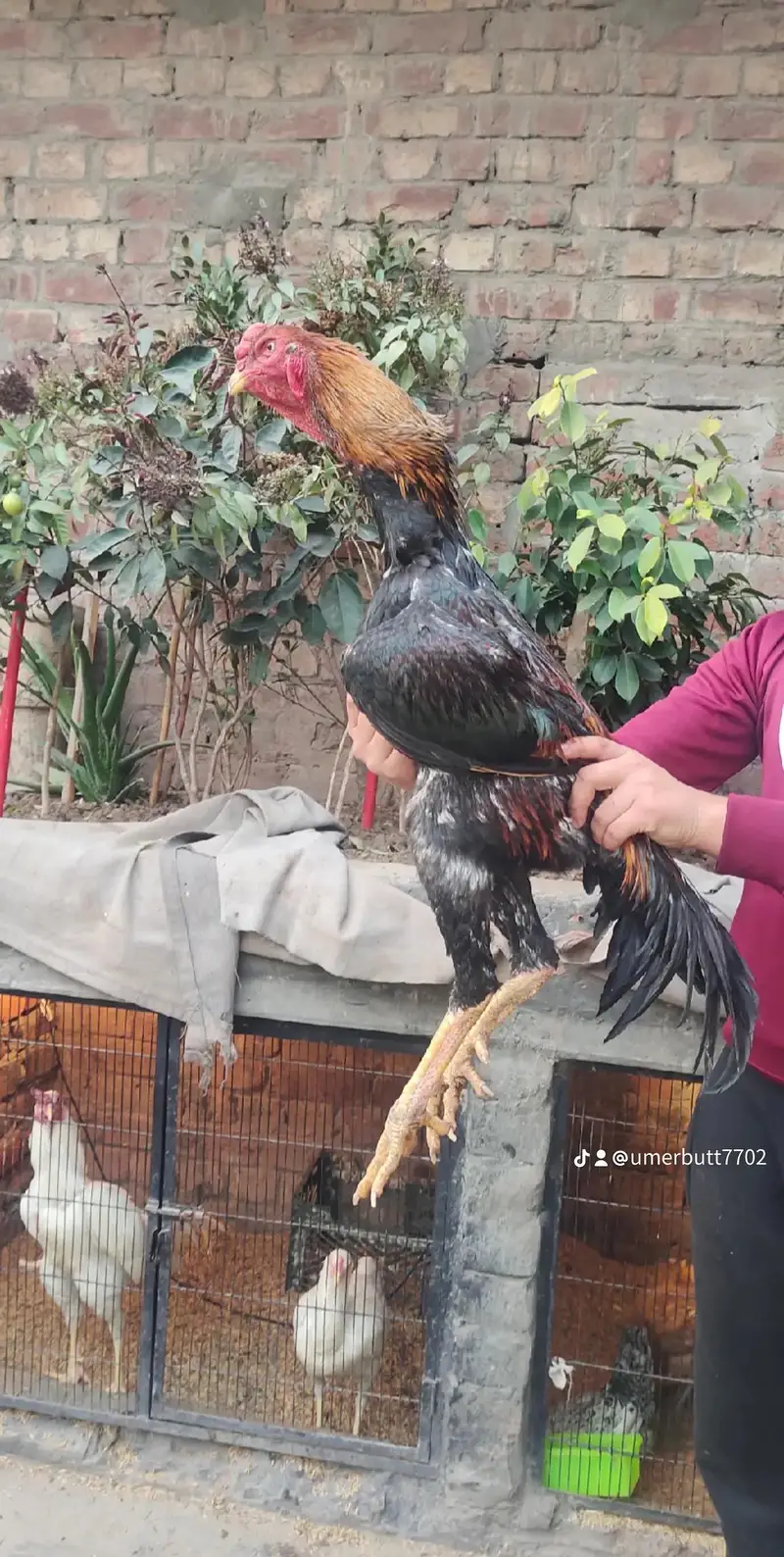 nice bird