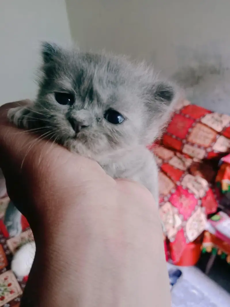Persian female highe quality female — photo 2
