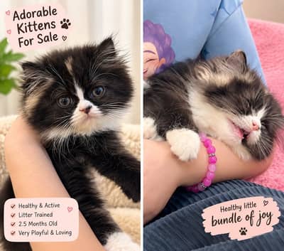 Kitten for sale punch face