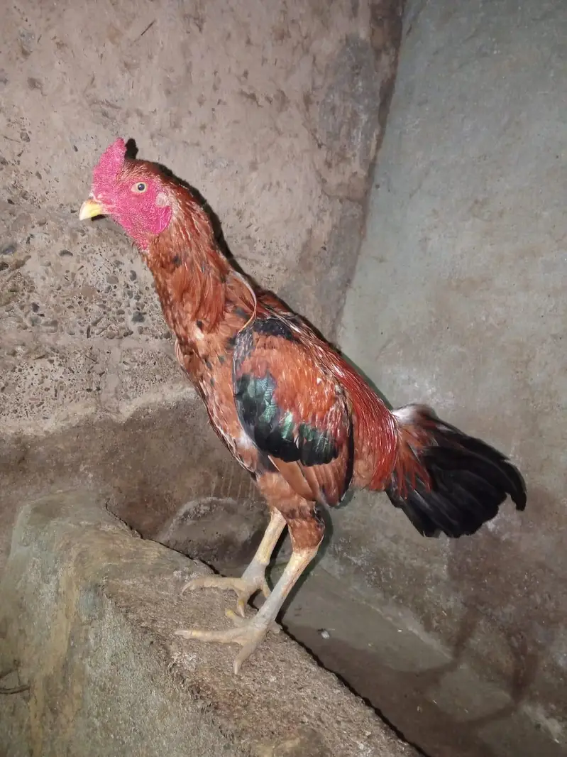 Aseel Cock