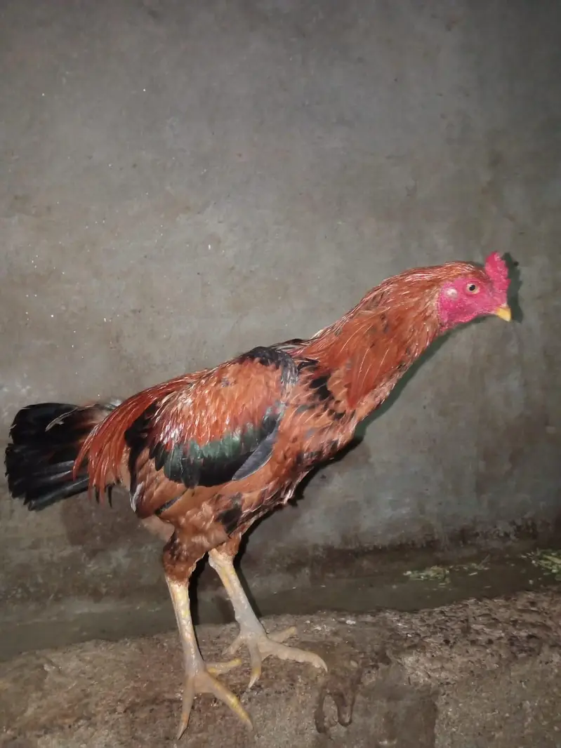 Aseel Cock — photo 2