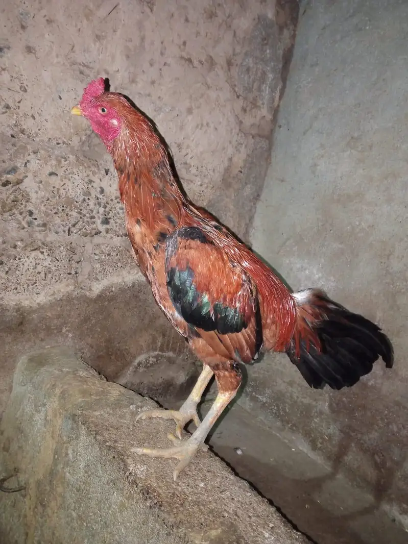 Aseel Cock — photo 3