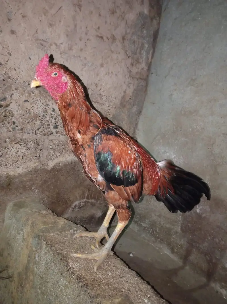 Aseel Cock — photo 4