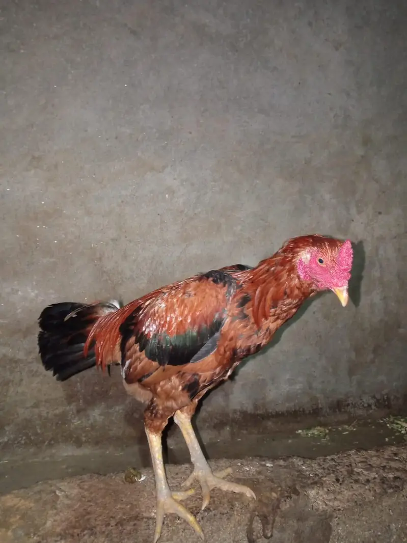 Aseel Cock — photo 5