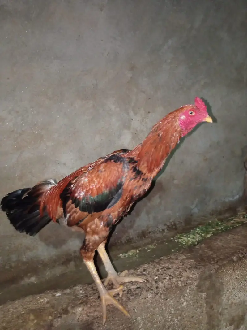 Aseel Cock — photo 6
