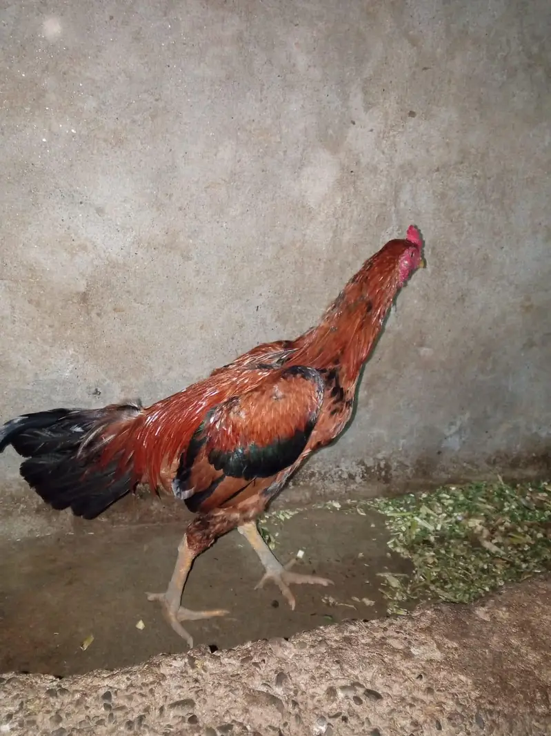 Aseel Cock — photo 7