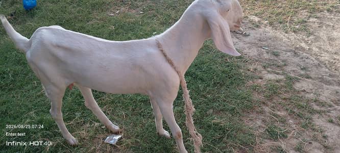 Rajanpuri bakri