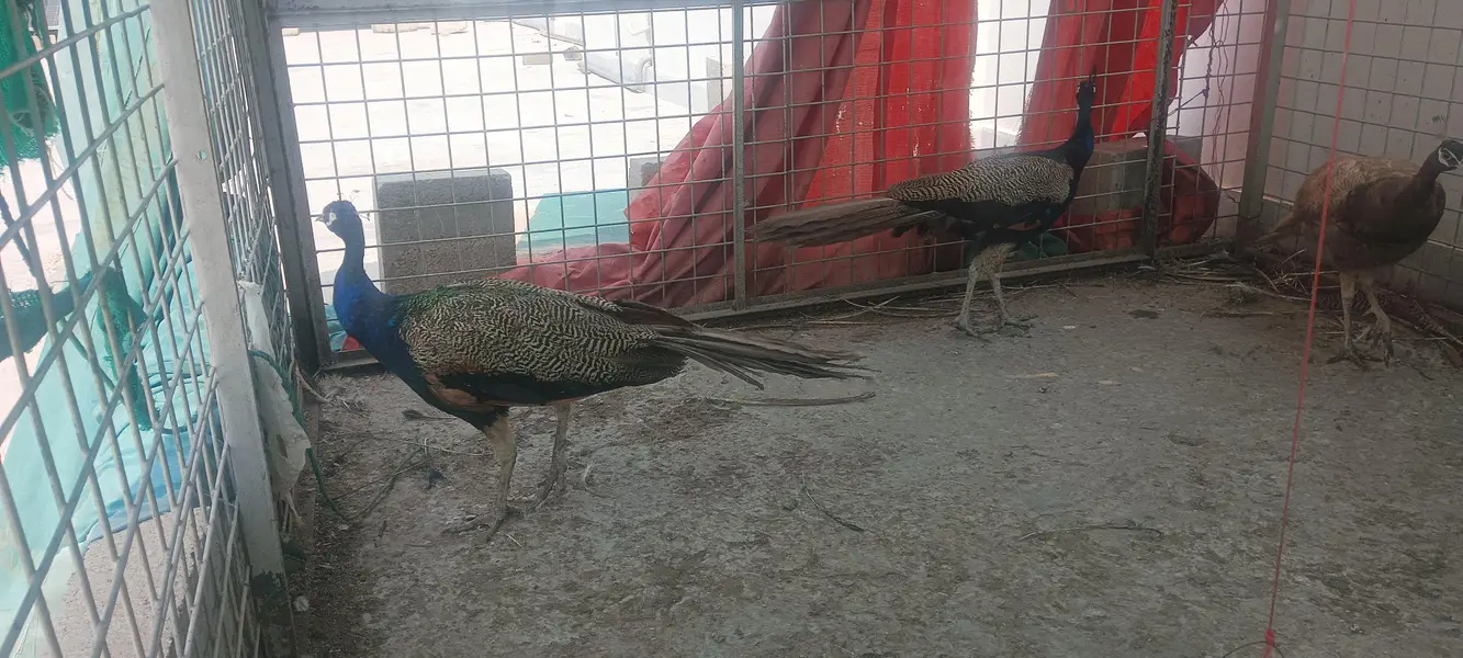 blue shoulder and Cameo peacocks — photo 2