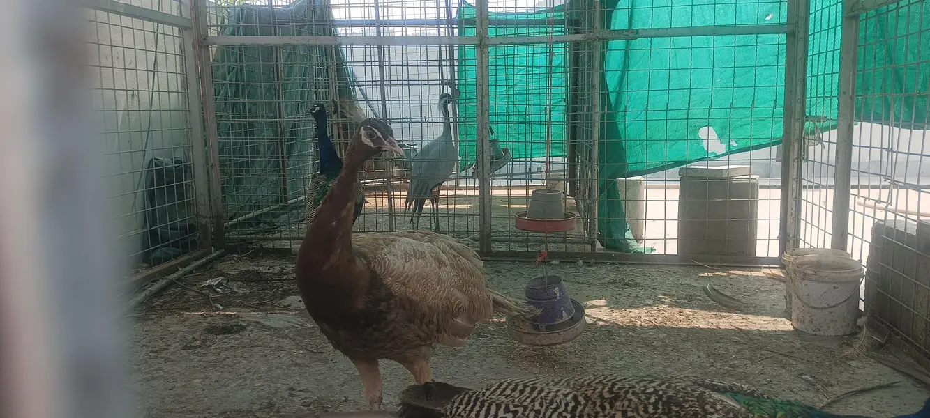 blue shoulder and Cameo peacocks — photo 3